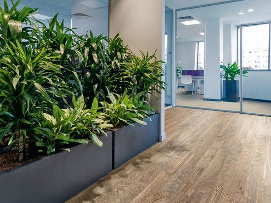 Sol Taralay Impression Confort 43